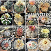 Mixed Astrophytum Plant Seeds for Planting, 100 pcs seeds for planting in home garden