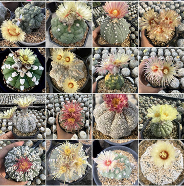 Mixed Astrophytum Plant Seeds for Planting, 100 pcs seeds for planting in home garden
