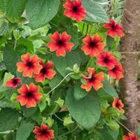 Alata Flower Seeds for Planting, 100 pcs seeds for planting in home garden