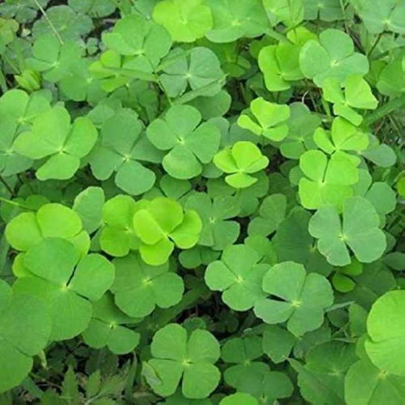 Light Green Clover Plant Seeds for Planting - 100 pcs seeds for planting in home garden