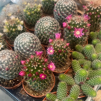 100 Pcs