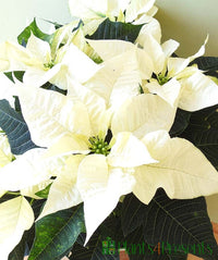 White Green Poinsettia Flower Seeds for planting in home garden