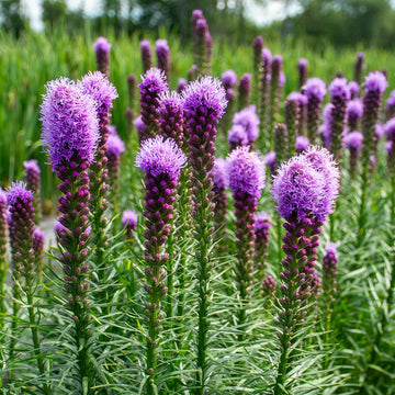 Purple Liatris Flower Seeds for Planting, Tall Spikes for planting in home garden