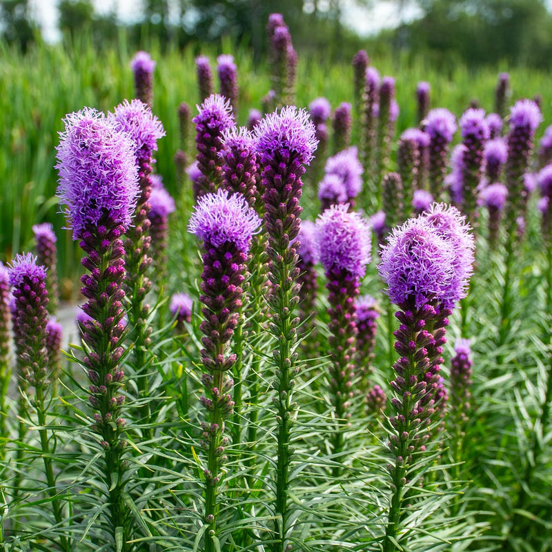 Purple Liatris Flower Seeds for Planting, Tall Spikes for planting in home garden