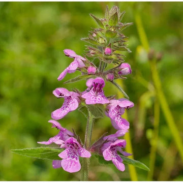 Woundwort (Woundwort scientific name) for planting in garden
