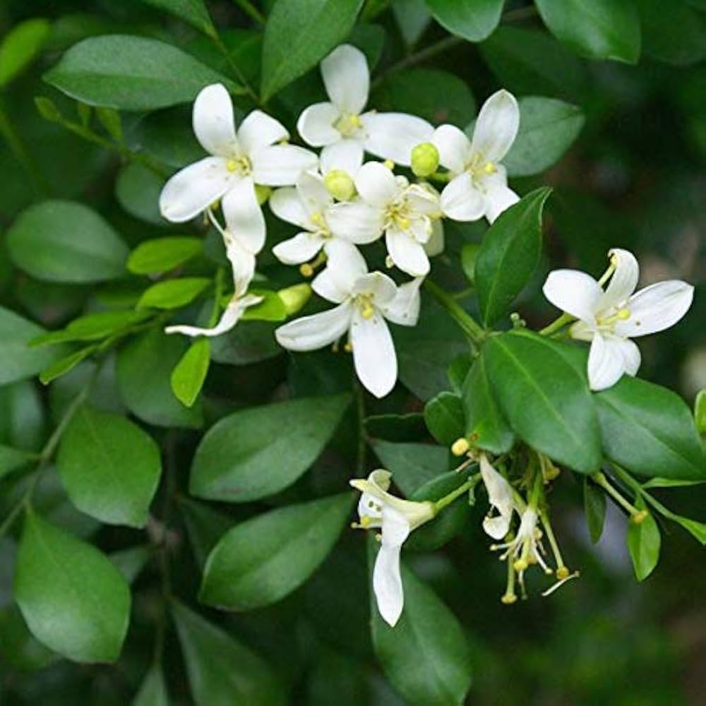 Heirloom Murraya Paniculata Flower Seeds, Non-GMO Fragrant Jasmine Blooms for Garden Planting for planting in home garden