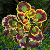 Heirloom Non-GMO Mixed Variegated Geranium Flower Seeds for Planting for planting in home garden