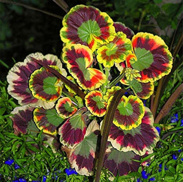 Heirloom Non-GMO Mixed Variegated Geranium Flower Seeds for Planting for planting in home garden