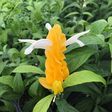 Light Yellow Pachystachys Seeds for Planting - 100 pcs seeds for planting in home garden