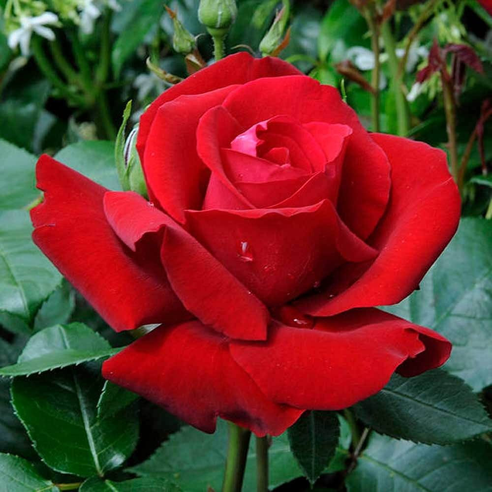 Heirloom Non-GMO Rose Planting Seeds for planting in home garden