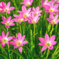 Heirloom Non-GMO Pink Habranthus Robustus Flower Seeds for Garden Planting for planting in home garden