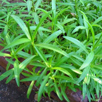 Tarragon Plant Seeds for Planting - 100 pcs seeds for planting in home garden