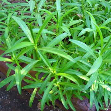 Tarragon Plant Seeds for Planting - 100 pcs seeds for planting in home garden