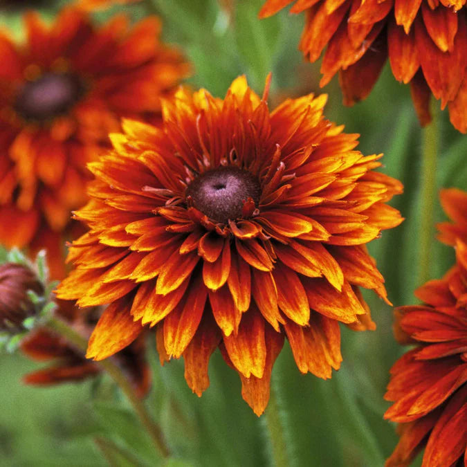 Orange Cherokee Flower Seeds for Planting, NON GMO Seeds seeds for planting in home garden