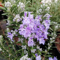 Non-GMO (Non-GMO scientific name) for planting in garden