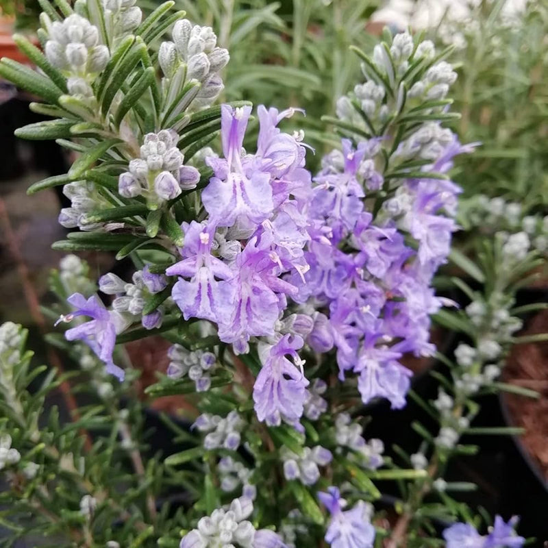 Non-GMO (Non-GMO scientific name) for planting in garden