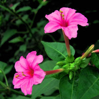 Non-GMO (Non-GMO scientific name) for planting in garden