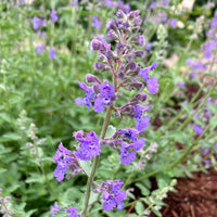 Heirloom Non-GMO Purple Catmint Flower Seeds for Planting for planting in home garden