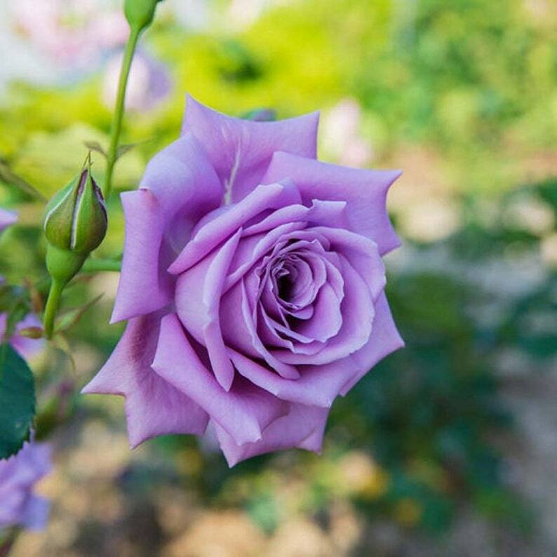 Rose (Rose scientific name) for planting in garden