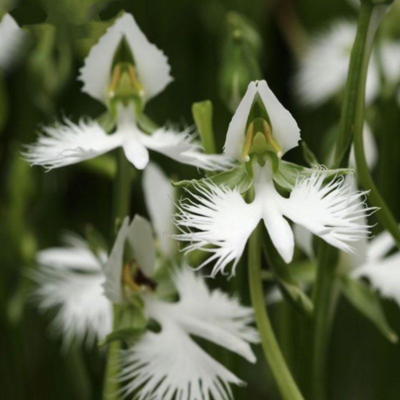 Heirloom Non-GMO Heron Orchid Flower Seeds for Exotic Garden Accents and Elegant Planting for planting in home garden