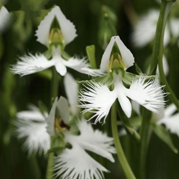 Heirloom Non-GMO Heron Orchid Flower Seeds for Exotic Garden Accents and Elegant Planting for planting in home garden