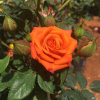 Orange Miniature Rose Heirloom Non-GMO Seeds for Planting for planting in home garden