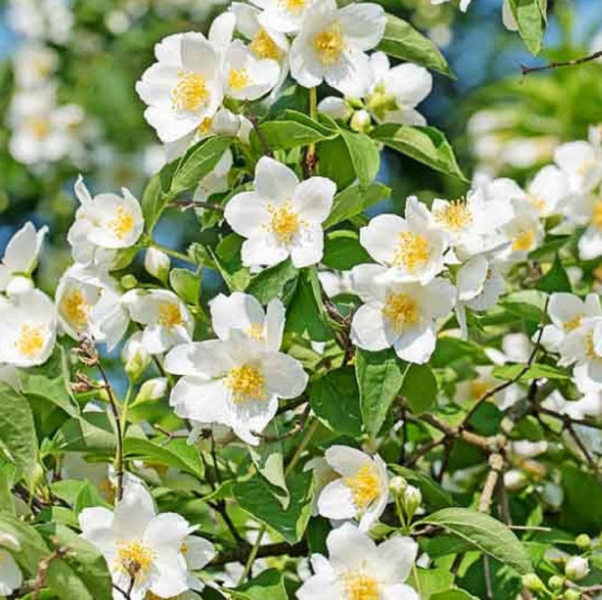 White Philadelphus Coronarius Flower Seeds for planting in home garden