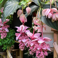 Heirloom Medinilla Flower Seeds, Non-GMO Tropical Pink Blooms for Exotic Garden Planting for planting in home garden