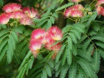 Pink Julibrissin Plant Seeds for Planting - 100 pcs seeds for planting in home garden