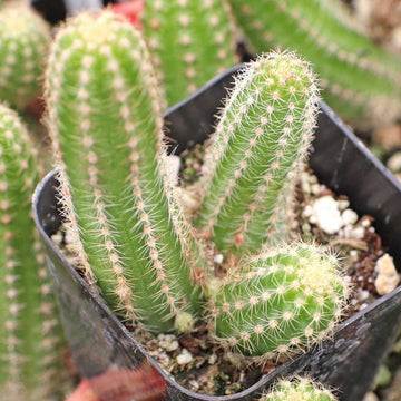Heirloom Echinopsis Chamaecereus Plant Seeds, Non-GMO Cactus Blooms for Succulent Garden Planting for planting in home garden