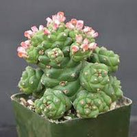 Monadenium Plant Seeds for Planting, Green, NON GMO Seeds seeds for planting in home garden