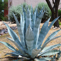 Silver Agave Plant Seeds for Planting NON GMO Seeds
