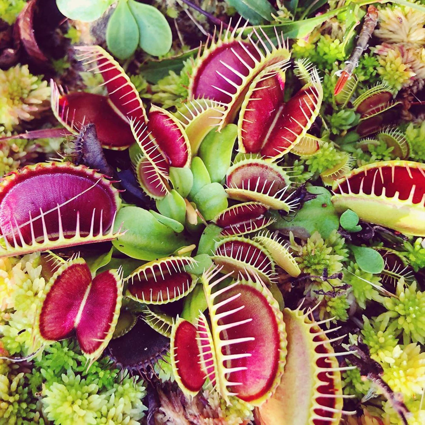 Heirloom Non-GMO Carnivorous Plant Seeds for Garden Planting – Unique Insect-Trapping Variety