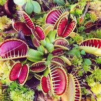 Heirloom Non-GMO Carnivorous Plant Seeds for Garden Planting – Unique Insect-Trapping Variety