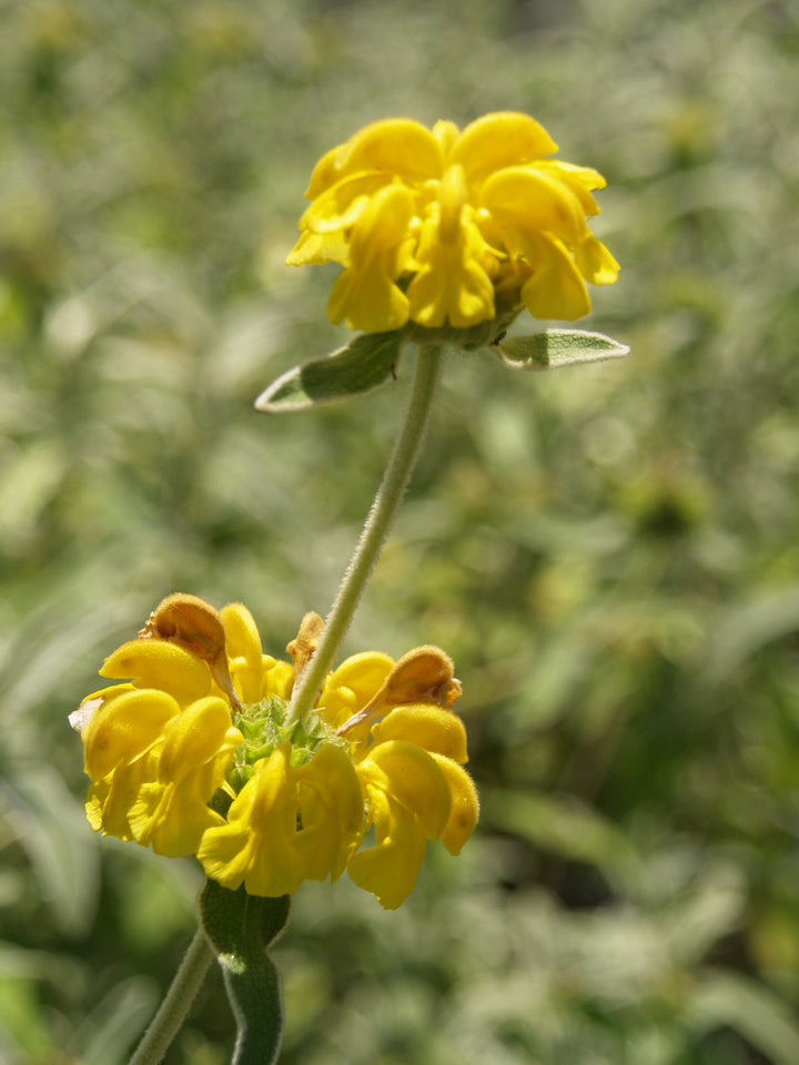 Heirloom Non-GMO Yellow Jerusalem Sage Flower Seeds for Garden Planting