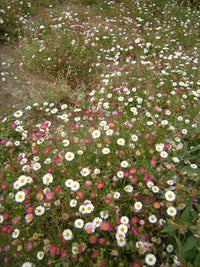 Mixed Erigeron Flower Seeds for Planting- NON GMO Seeds