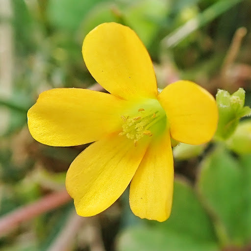 Yellow Oxalis Versicolor Seeds – Heirloom, Non-GMO Flower Seeds for Planting