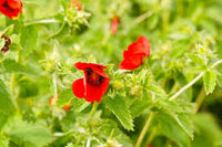 Potentilla Atrosanguinea - Red Flower Seeds for Planting - 100 pcs