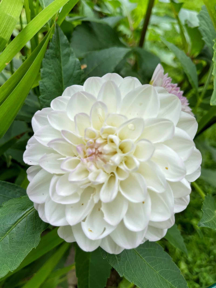 Dahlia Flower Seeds for Planting, Vibrant Blooms, 100 pcs