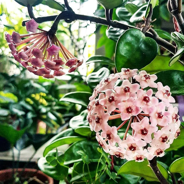 Organic Heirloom Non-GMO Mixed Hoya Seeds for Planting