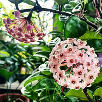 Organic Heirloom Non-GMO Mixed Hoya Seeds for Planting