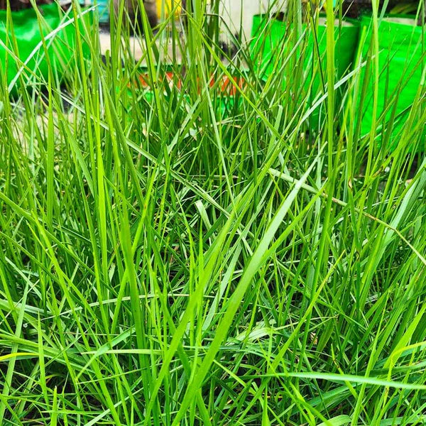 Lawn Grass Seeds ? Decorative Multi-Hued Turf for Front & Backyards