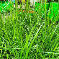 Lawn Grass Seeds ? Decorative Multi-Hued Turf for Front & Backyards