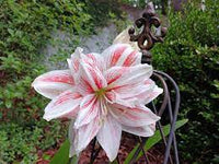 Heirloom Non-GMO White Pink Hippeastrum Rutilum Flower Seeds for Garden Planting – Exotic Amaryllis Blooms
