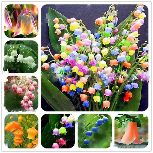 Heirloom Mixed Bell Orchid Flower Seeds – Non-GMO Rare Blooms for Garden Planting
