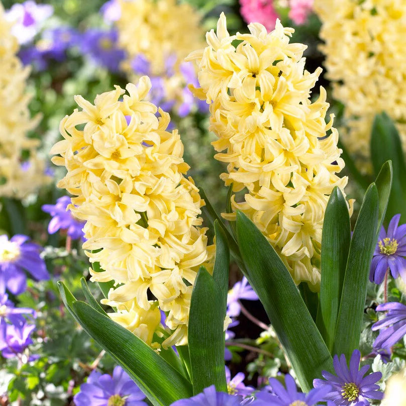 Heirloom Non-GMO Light Yellow Hyacinth Flower Seeds for Fragrant Spring Gardens and Outdoor Planting