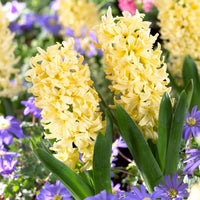 Heirloom Non-GMO Light Yellow Hyacinth Flower Seeds for Fragrant Spring Gardens and Outdoor Planting
