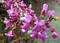 Heirloom Non-GMO Pink Cercis Flower Seeds for Ornamental Garden Planting