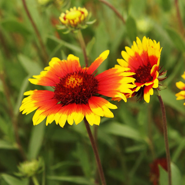 Gaillardia Aristata Flower Seeds for Planting - NON GMO Seeds