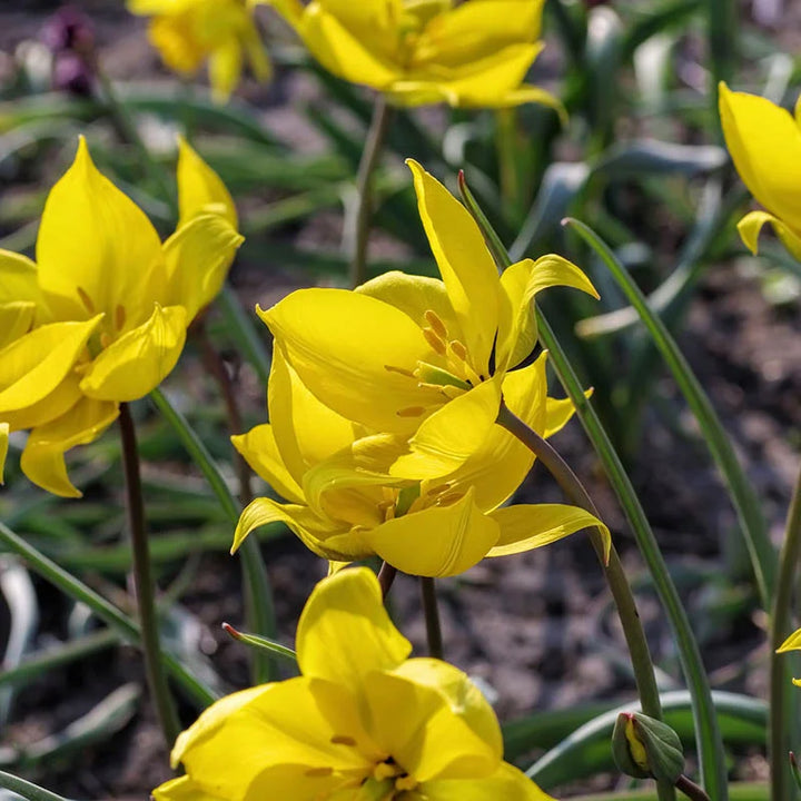 Tulipa Sylvestris Seeds for Planting – Heirloom, Non-GMO Wildflower Seeds